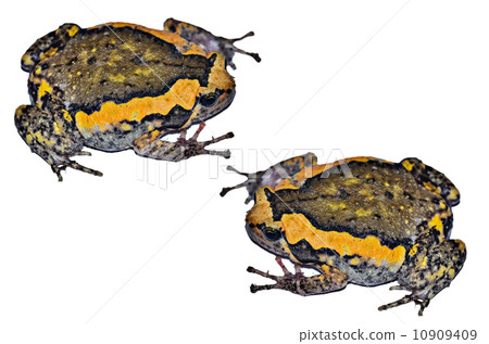Bullfrog Bullfrog 10909409