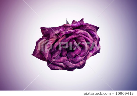 beautiful dry red rose beautiful dry red rose 10909412