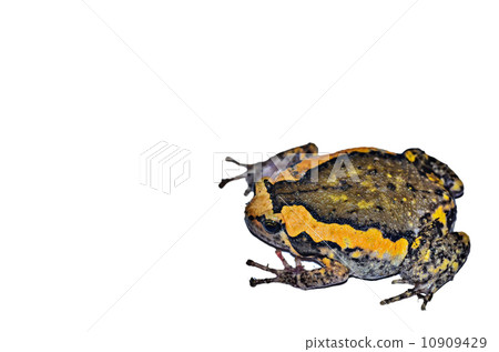 bullfrog bullfrog 10909429