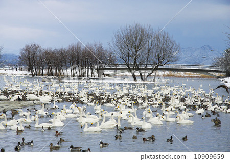 Swan of Lake Lake Niigata Prefecture 10909659