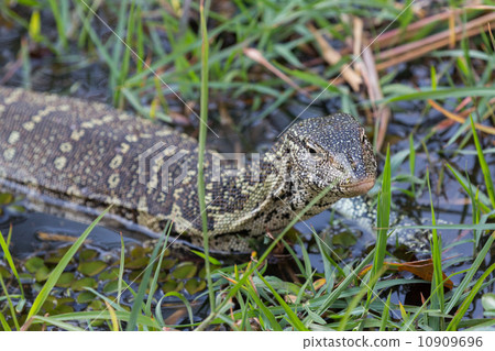 Monitor Lizard with focus on head 10909696