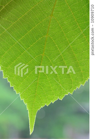 Young leaves of linden tree 10909710