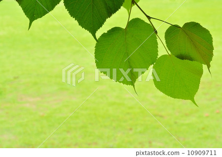 Young leaves of linden tree Young leaves of linden tree 10909711