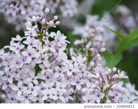 Hime lilac (Kobanoshishidoi) Hime lilac (Kobanoshishidoi) 10909921