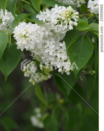 White Lilac 10909966