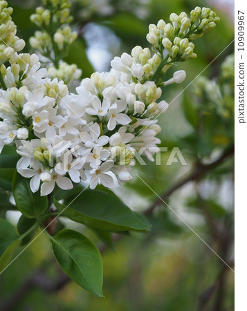 White Lilac 10909967