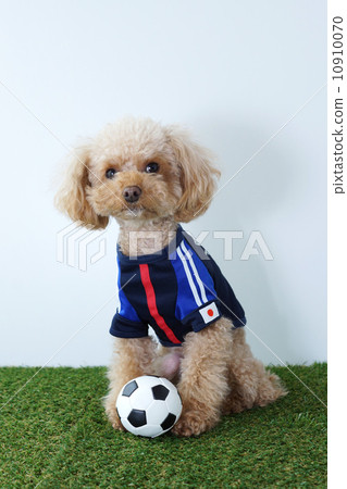 Japan representative Toy Poodle Japan representative Toy Poodle 10910070