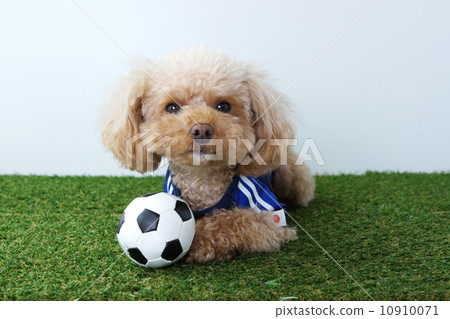 Soccer ball and toy poodle Soccer ball and toy poodle 10910071