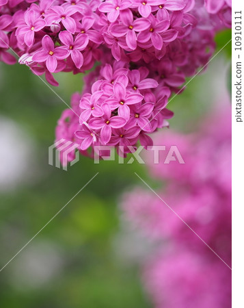 Hime Lilac（Suziana） 10910111