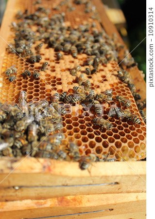 bees take care of the larvae bees take care of the larvae 10910314