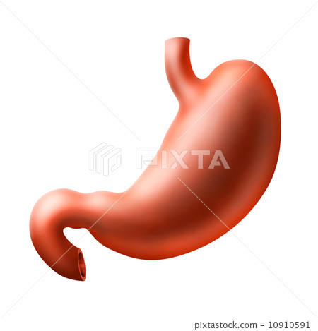 Stomach Stomach 10910591
