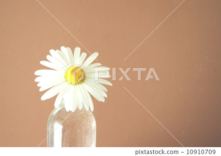 bloom, blossom, blossoms 10910709