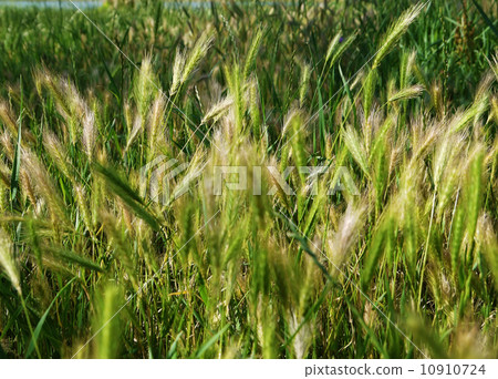 Green young seed grass in spring 10910724