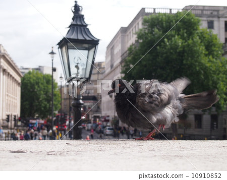 pigeon, trafalgar square, the united kingdom 10910852