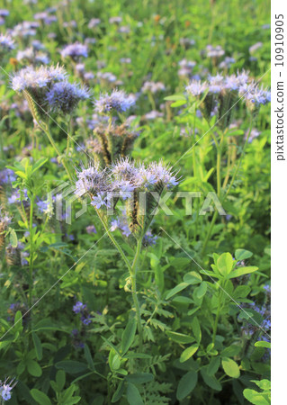 Blomming Phacelia tanacetifolia- bee pasture  10910905