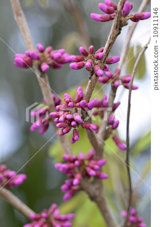 Redbud (Hanasoyoshi) Redbud (Hanasoyoshi) 10911146