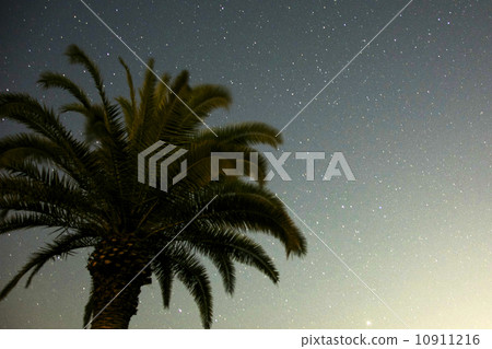 Palm trees and the starry sky Palm trees and the starry sky 10911216