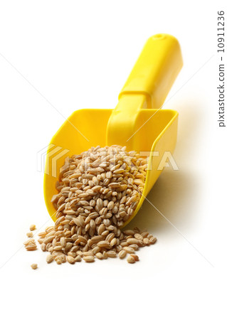 Barley in yellow spoon Barley in yellow spoon 10911236