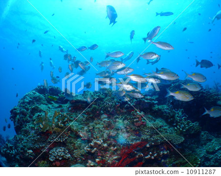 Saw tooth dwelling Okinawa Kerama islands national park diving Saw tooth dwelling Okinawa Kerama islands national park diving 10911287