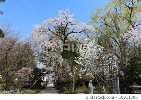 Seki Temple Yuuki Sakura 10911306
