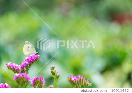 Flower and monstrous insect picture material Flower and monstrous insect picture material 10911452