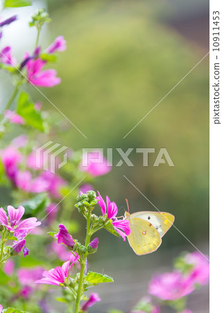 Photographs of yellowish butterflies gathering in flowers Photo material of insects and flowers Photographs of yellowish butterflies gathering in flowers Photo material of insects and flowers 10911453