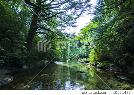 屋久島的自然 10911482