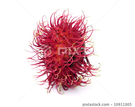 Rambutan Rambutan 10911805