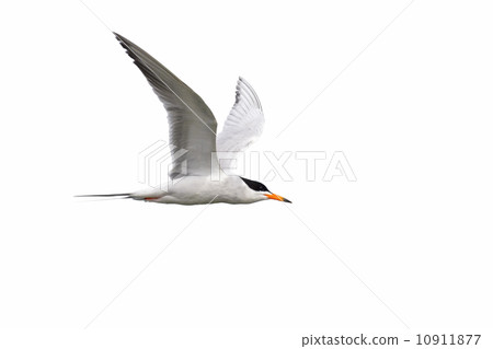 Tern isolated on white background 10911877