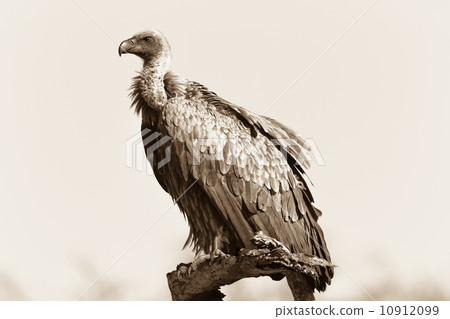 Vulture Bird Perched Wildlife 10912099