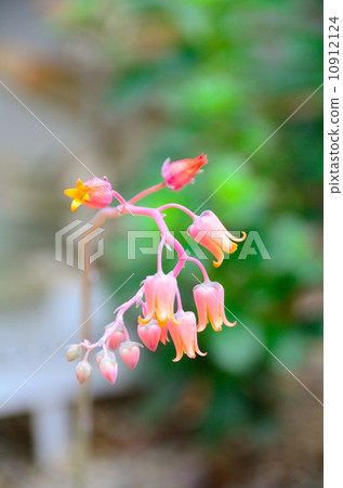 Ekebelia Relaxina Flower Ekebelia Relaxina Flower 10912124