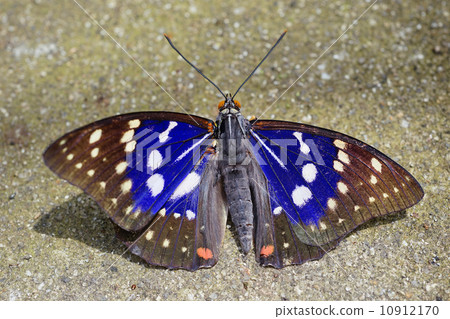 Oomurasaki Oomurasaki 10912170