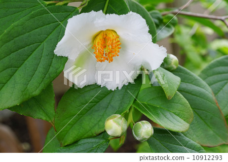 薩拉的花 10912293