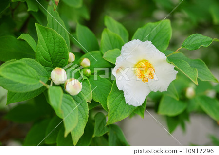 Saruwori flowers and buds Saruwori flowers and buds 10912296