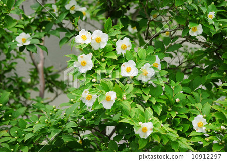 Flowering Saruwood 10912297