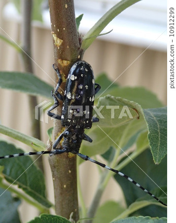 Bite the bark, Gomunarakamikiri (top) Bite the bark, Gomunarakamikiri (top) 10912299