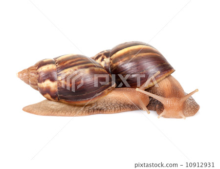 Two snails crawl on white background, macro photo 10912931