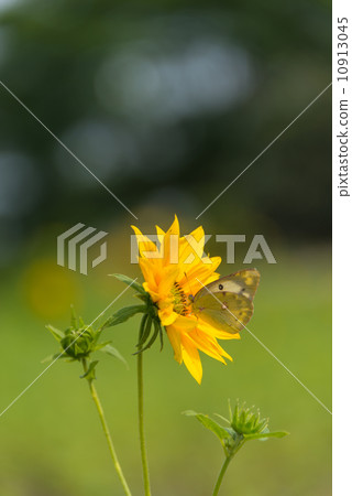Mini sunflower and monchiko insect picture material 10913045