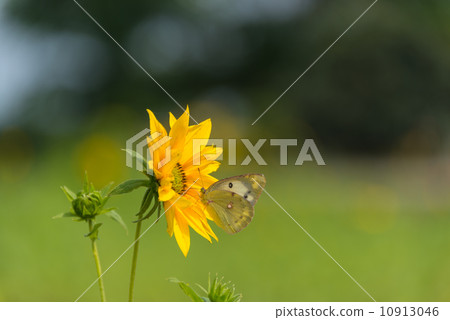 迷你向日葵和monchiko昆蟲圖片材料 10913046