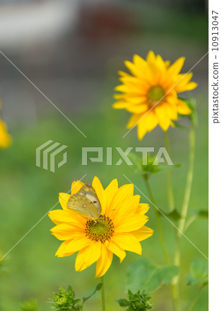 迷你向日葵和monchiko昆蟲圖片材料 10913047