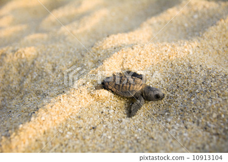 A turtle A turtle 10913104