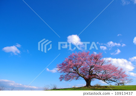 One cherry tree of Kamegamori One cherry tree of Kamegamori 10913437