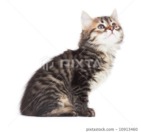 Little Kitten Little Kitten 10913460