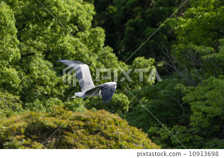 山楂的飛行 10913698