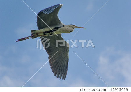 Flight of the Hawthorn 10913699