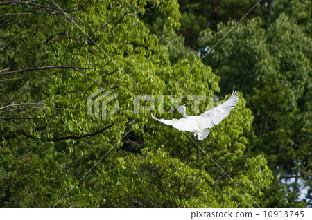 Kosagi Kosagi 10913745