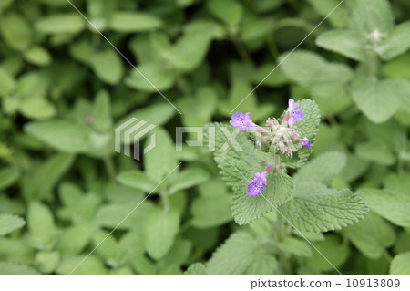 Cat mint 10913809