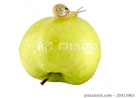 Snail and apple Snail and apple 10913963