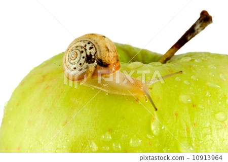 Snail and apple Snail and apple 10913964