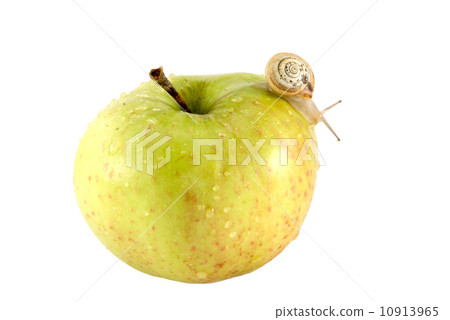 Snail and apple Snail and apple 10913965